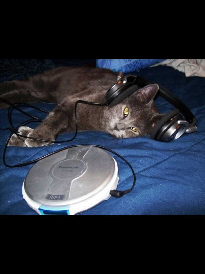 2000s kitties :'3 #nostalgia #2000s #cat 