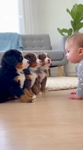 Commander! Give me your orders! 🐶👶 #baby #dog #puppy 