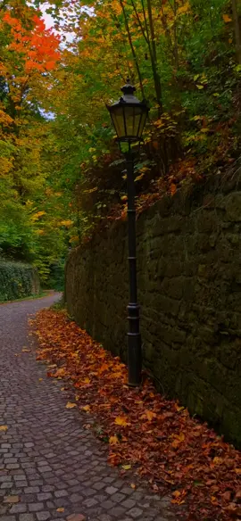 🍁🍂🪾