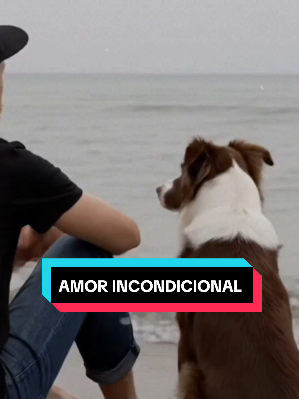El “riesgo” de pasar tiempo con animales: convertirse en una mejor persona Existe una creencia popular, a menudo susurrada con una sonrisa cómplice entre quienes comparten su vida con animales, de que dedicarles demasiado tiempo conlleva un riesgo inevitable: el de convertirse en una mejor persona. Lejos de ser una simple hipérbole, esta idea se ancla en una confluencia de evidencias psicológicas, fisiológicas y filosóficas que demuestran el profundo impacto transformador que el vínculo humano-animal puede tener en nuestro carácter. En un mundo cada vez más acelerado y a menudo impersonal, la relación con un animal ofrece un refugio de autenticidad. Desprovistos de los artificios del lenguaje humano, los animales se comunican en un plano de pura emoción y necesidad. Esta interacción nos obliga a despojarnos de nuestras propias máscaras y a conectar desde un lugar más genuino. Aprendemos a interpretar un lenguaje no verbal, a anticipar necesidades ajenas y a responder con paciencia y cuidado, cultivando así una forma de empatía que trasciende las barreras de la especie. El acto de cuidar a un ser vivo que depende enteramente de nosotros nos inculca un profundo sentido de la responsabilidad. La rutina de alimentar, pasear y atender a un animal nos saca de nuestro egocentrismo natural y nos enseña a priorizar el bienestar de otro. Esta disciplina, lejos de ser una carga, a menudo se convierte en una fuente de propósito y estructura, especialmente en momentos de soledad o desánimo. Nos recuerda que somos necesarios y que nuestras acciones tienen un impacto directo y significativo en la vida de otro ser. Filosóficamente, la relación con los animales nos confronta con cuestiones fundamentales sobre la moral y nuestro lugar en el mundo. Al reconocer la individualidad y la sensibilidad de un animal, empezamos a cuestionar la visión antropocéntrica que a menudo domina nuestro pensamiento. Este ensanchamiento de nuestro círculo de compasión, como argumentan muchos pensadores, es la base del progreso moral. Al extender nuestra simpatía a seres diferentes a nosotros, erosionamos los prejuicios y fortalecemos nuestra capacidad para el altruismo y la bondad. Además, los animales son maestros del presente. No se preocupan por el ayer ni se angustian por el mañana; viven plenamente en el ahora. Pasar tiempo con ellos nos invita a adoptar esta misma atención plena, a apreciar la alegría de un paseo bajo el sol, el consuelo de una caricia o la simple paz de la compañía silenciosa. En este sentido, nos enseñan a encontrar la felicidad en las pequeñas cosas y a liberarnos de las ansiedades que a menudo nos aprisionan. En definitiva, el “riesgo” de pasar demasiado tiempo con los animales es, en realidad, una oportunidad para el crecimiento personal. Es el riesgo de volverse más empático, responsable, compasivo y consciente. Es la posibilidad de redescubrir nuestra capacidad para el amor incondicional y la conexión genuina. Es, en esencia, un camino inesperado pero profundamente enriquecedor hacia una versión más plena y humana de nosotros mismos. Un “riesgo” que, sin duda, vale la pena correr. #paratii #creatorsearchinsights #perros  #mascotas #amor 