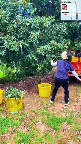 Telescopic High Pruning Branch Shears#malaysia #capcut #fyp #tiktok 