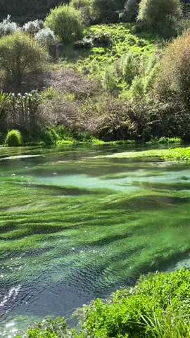 ✨ #aotearoa #naturalsprings 