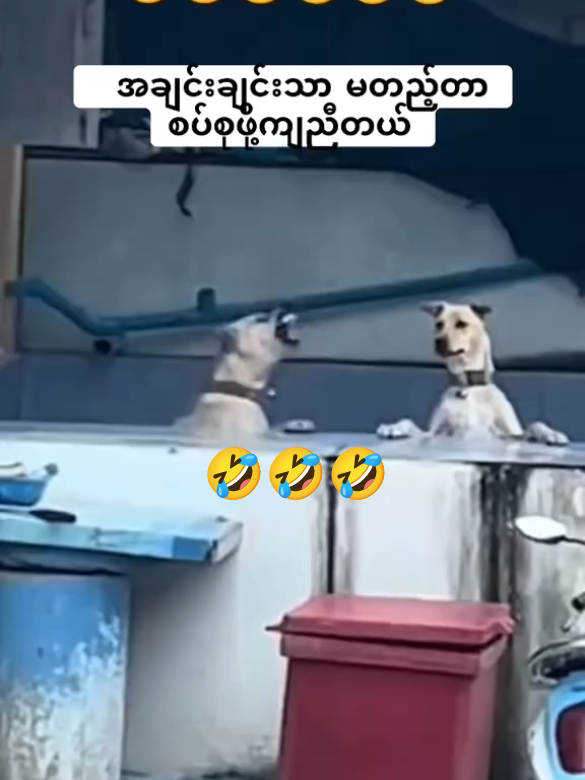 #🤣🤣🤣 #ရီစရာဟာသ #LearnOnTikTok #မျက်နှာမပြောင်ရရင်မနေနိုင်😅 #ကြိုက်ရင်အသဲပေးခဲ့ 