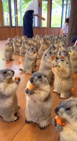 #動物カフェ #アニマル #癒し #マーモット #かわいい　