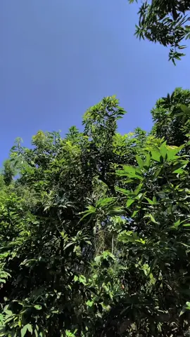 Ganteng #teamason🐗 #fyp #2stroke #rxking 