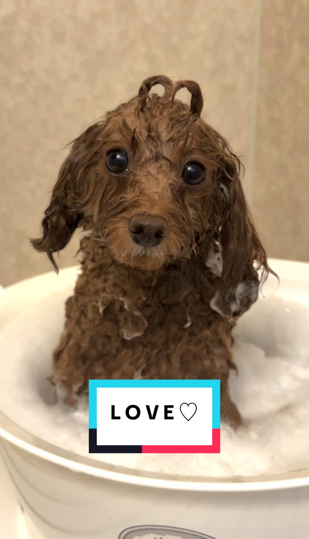 Eの作り方求む、、、😂#Love #トイプードル #toypoodle #dogsofttiktok #fyp 
