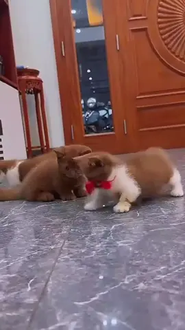 Cute little beautiful cat playing with kitten #catevibes #kitten #cat #kitty 