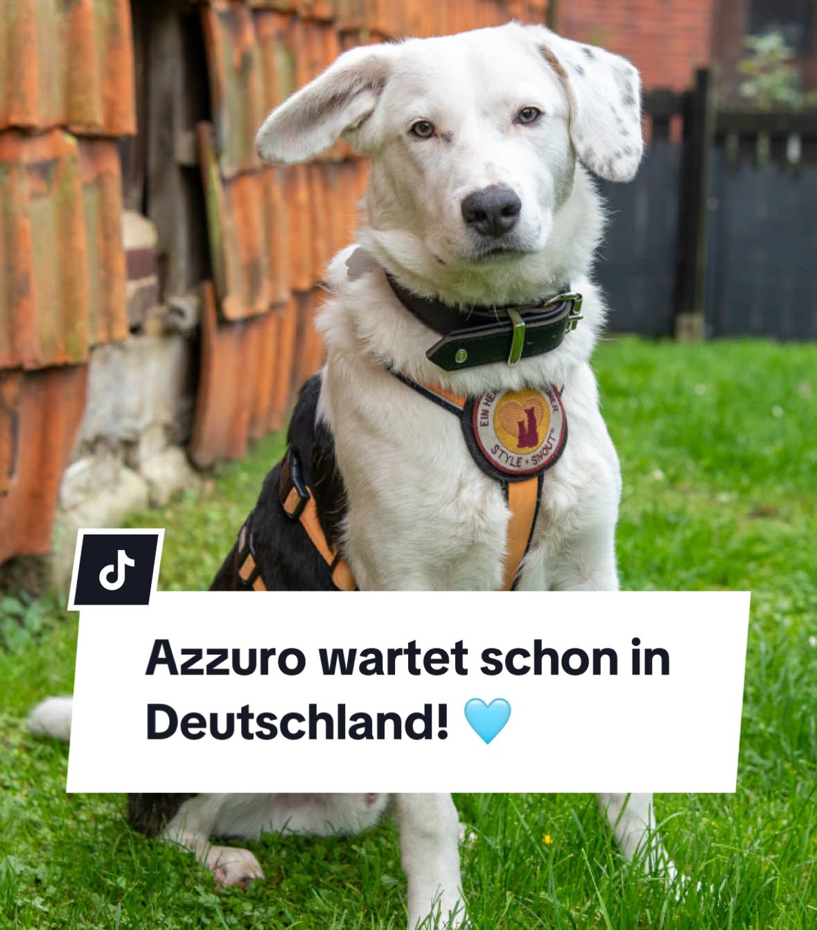 Ich bin’s! Euer Azzuro 🩵 Ich hatte ein Fotoshooting und hoffe, dass ich jetzt endlich gesehen werde! Ich warte nämlich schon ziemlich lange in meiner Pflegestelle in 31848 Bad Münder auf mein für-immer-Zuhause. Ich war mal sehr ängstlich, aber ich habe mich prima entwickelt und bin heute ein stolzer, 9 Monate junger Rüde 🩵 In den letzten Monaten habe ich so viel gelernt, dass man mich sogar „Vorzeigehund“ nennt. Ich bin für jedes Kuscheln zu haben und andere Hunde mag ich auch sehr gerne. Ich messe aktuell 55 cm, aber vielleicht stecken in mir Hüte- oder Herdenschutzhund-Gene - wer weiß das schon 🥰 Obwohl man mich sogar persönlich kennenlernen kann, hatte ich noch nie Interessenten 😔 Du kannst mich jederzeit besuchen und dich vonlir überzeugen! 🩵 Dafür kannst du dich hier melden: Kontakt@einherzfuerstreuner.de 🐾 #adoptdontshop#deutschland#tierschutz#rescue#liebe