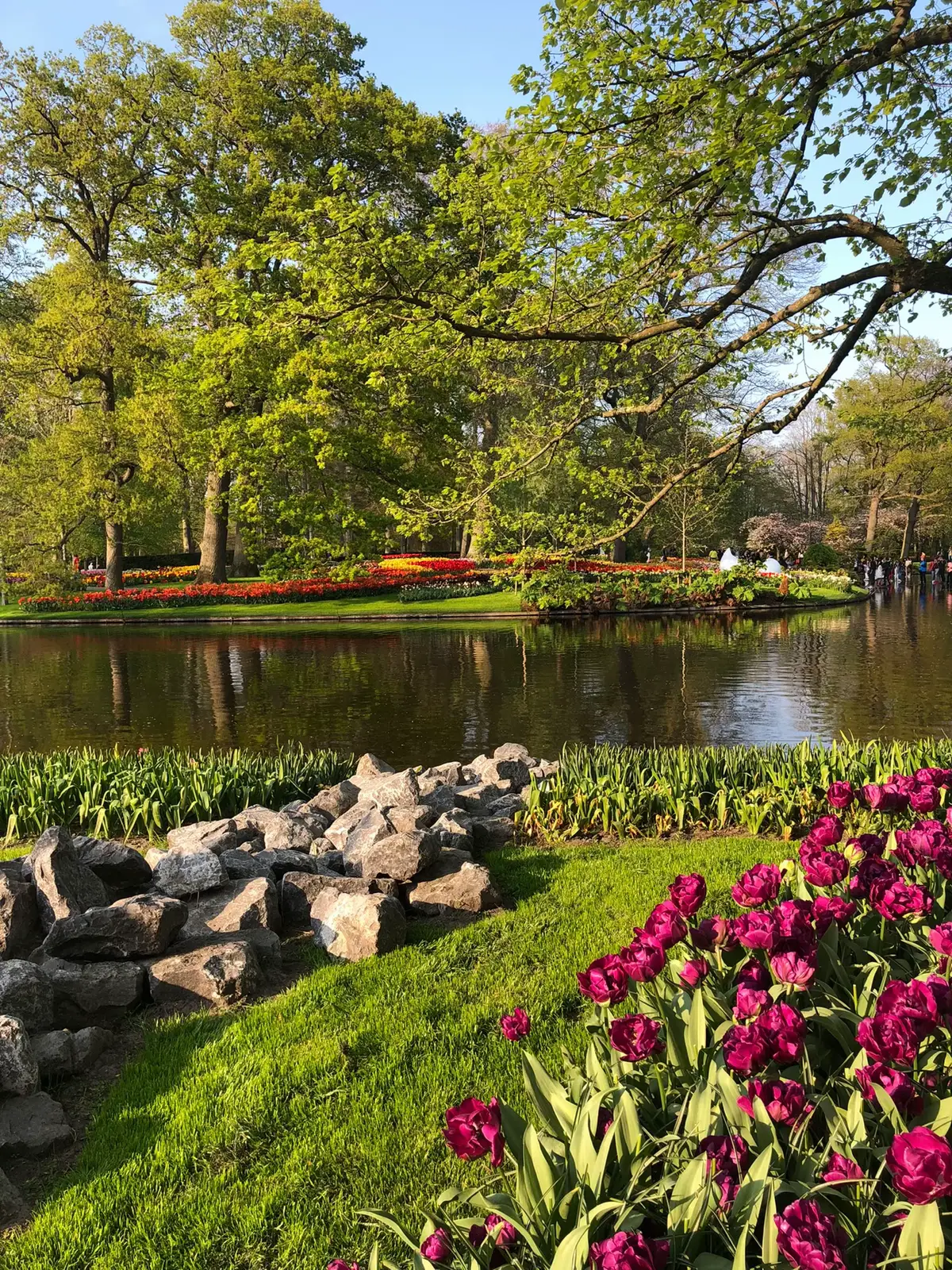 It’s almost unreal how beautiful Keukenhof gets in spring 🌷 #keukenhof #tulips #netherlands #fyp #europe 
