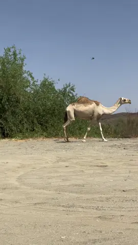 تجربة موقع وادي تربه 👍🏻#الطايف #اكسبلور #ترند #هشتاقاتي_الترند_المشهور #السعاده♡♡لقوبكم 