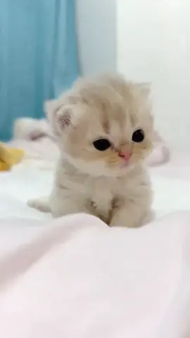 cute baby#catlover #kitten #cute #catsoftiktok #cat 