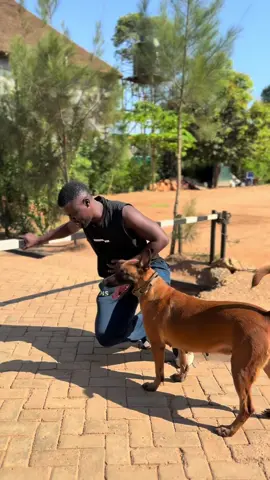 My dog could never let me down #greathabibk9academy Dog saves owners life 