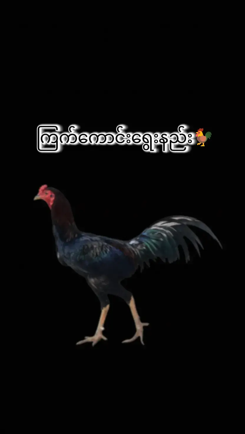 #creatorsearchinsights #မူးရင်ကိုcrdပေးပ့တယ် #လေးစားလျှက်ပါ🙏🙏🙏 #fyppppppppppppppppppppppp #ON4t 