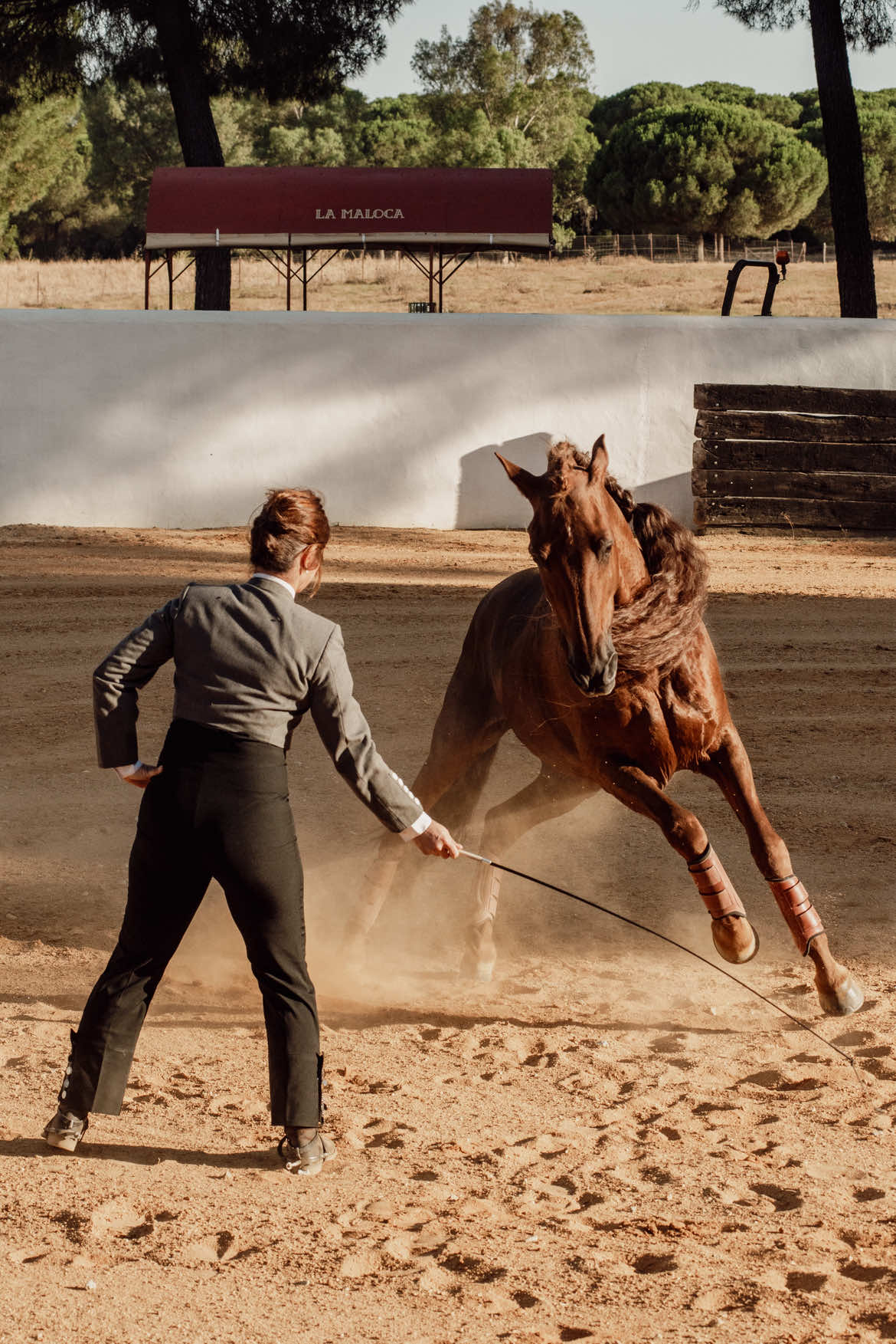 Clémence Faivre @Clémence Faivre Equestrian Art con Gotan #Lusitan#LusitanorianArt #LibertyDressage #horse #EquestrianLife            