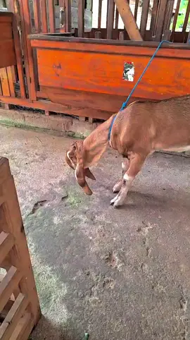 Lestari di usia 4 bulan 🫶