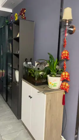 #funny #meovui #catfunny mày đâu rồi bắt mãi không được 