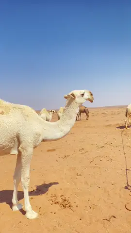 ليك #متابعة#اكسبلور