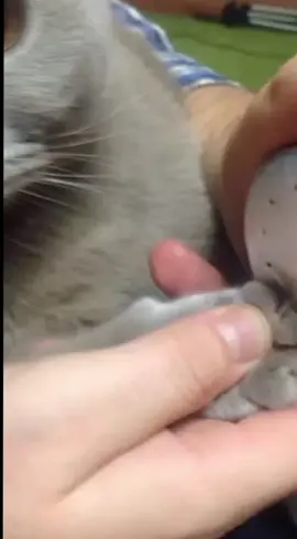 котик всегда нужен в доме 