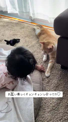 ふと見たらお互いチョンチョンし合ってて可愛さ溢れてた〜 #9ヶ月ベビー #元野良猫 #保護猫と暮らす #TNR活動 