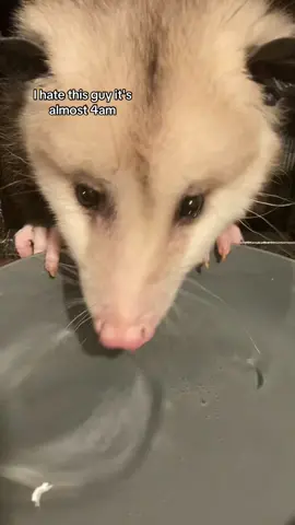 Gays this is a joke, btw he has a water bowl but I couldn't find it so I was gonna put this one in there for him and he started drinking it like that and it was cute so I recorded it|| #tiktok #fyp #opossum #random #mylotheopossum 