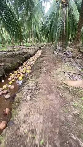 info fyp😁 #kebunkelapa #fyp