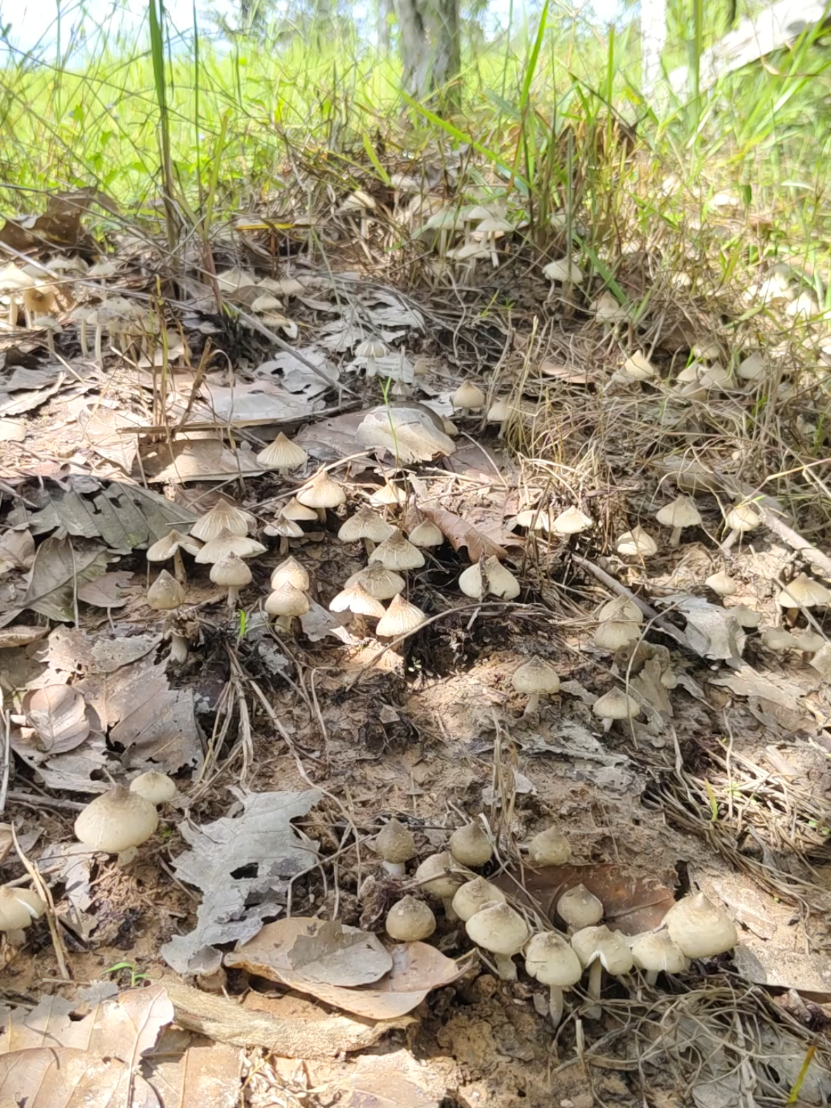 เห็ดปลวกกก🍄‍🟫#เห็ดปลวก #เห็ดธรรมชาติบ้านเรา 
