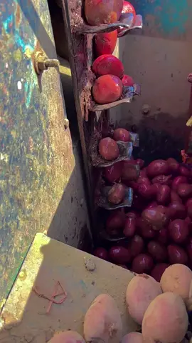 #میرا_سہنا_پنڈ_لاکھو_کالم_ضلع_قصور♥️🍁🌴🌱😇 #shani_mayo1 #shanimayo 