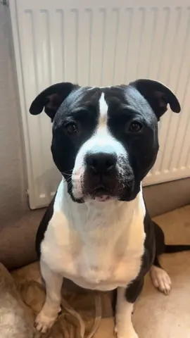 Sonntag morgen… der feine Herr möchte Wurst.  ##dogsoftiktok #americanstaffordshireterrier #gegenrassenliste #amstaff #liebe 