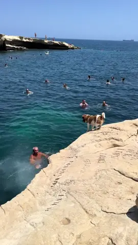 This is the craziest dog breed, the unstoppable Jack Russell. These tiny dynamos act like someone charged them with lightning and forgot to unplug😹 #jackrussel #dog #animals