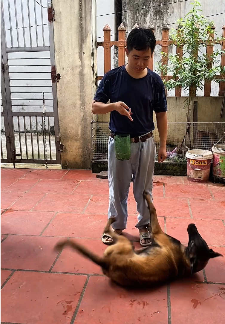 Siêu mẫu zaka#malinois #huanluyencho #trainingdog #becbi #becgiebỉ  