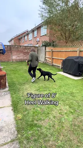 We love this very simple heel walking exercise!😆 Walking in a figure of 8 shape is a brilliant and simple exercise to practice heel walking / loose lead walking. This exericses practices each direction of turning corners, whilst being short enough and engaging to keep a dog at your side.  Use this exercise to create a positive reward zone next to you - a zone of which your dog will learn is the best place to be.  🐾 #dogtrainer #leicester #dogsoftikok #DogTraining #leicestershire 