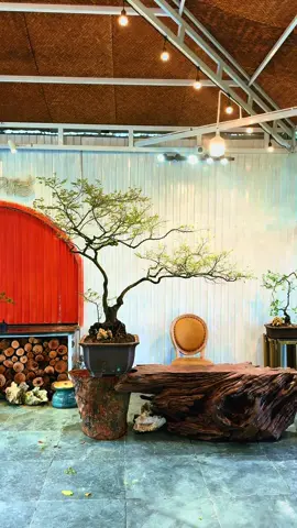 Đèn đóm đầy đủ đụng vào cây này tê người luôn#muoihong #xuhuong 