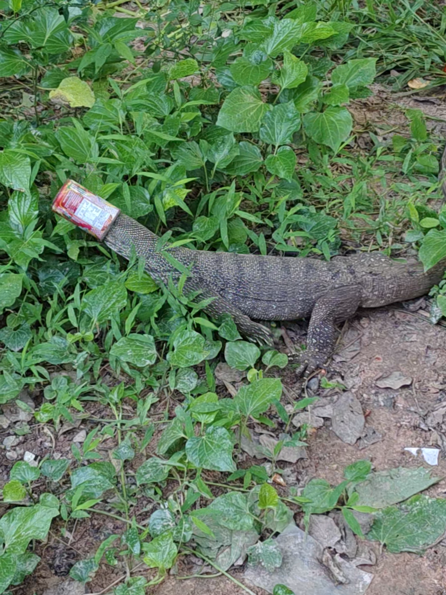 ปลากระป๋องติดหัวแลน #แลน #ปลากระป๋องติดหัว