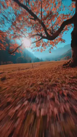 Flying through the colors of fall 🍁 #colors #nature #switzerland #autumn #peacefulplaces 