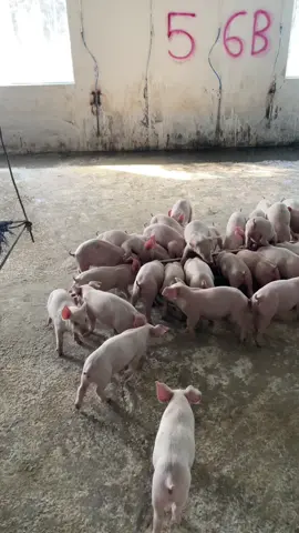 Thôi đi cty làm gì về đây nuôi heo với anh 🙂🙂🙂