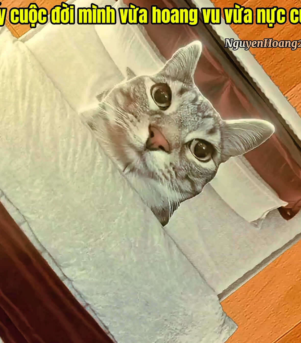 Khi bạn cảm thấy cuộc sống của mình thật vô lý và buồn cười #meme #catmeme 