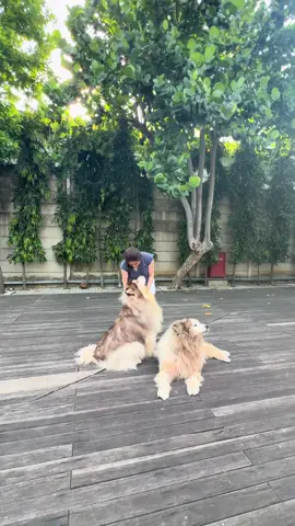 Drama kita hari ini yang penting semua happy and sehat 🐺🐶🥰🤗🤣 foll ig @lexygrayson #lexygrayson #dogsoftiktok #dog #funnyvideos #lucu 