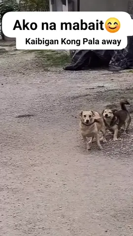 😊 #fyppppppppppppppppppppppp #dog #fyp #kindness 