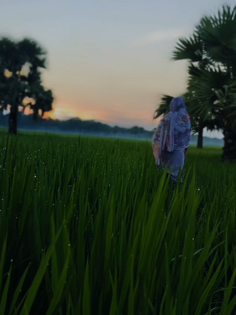 #CapCut গ্রামে শীতকাল চলে এসেছে চারিদিকে কুয়াশা নেমেছে ধানের শীষে কুয়াশা ছোঁয়া এটা এক অদ্ভুত সৌন্দর্য এ ব্যাপারটা শুধুমাত্র গ্রামের মানুষই উপভোগ করতে পারে 😊😊