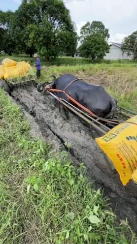 2nd area di na kaya ng tora tora kaya kalabaw na ginamit sobra lalim ng daan🐃🌾#fypage #buhaybukid #kaburak #karyador #magsasakangpilipino 