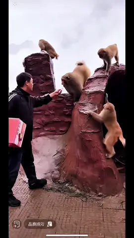 #tiktok #monkey #foryou 