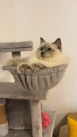 chalut la compagnie Je suis Un Bg n'est pas ? #chat #chatinstagram #petinfluencer #chatinfluence #chatinfluenceur   @disiz  