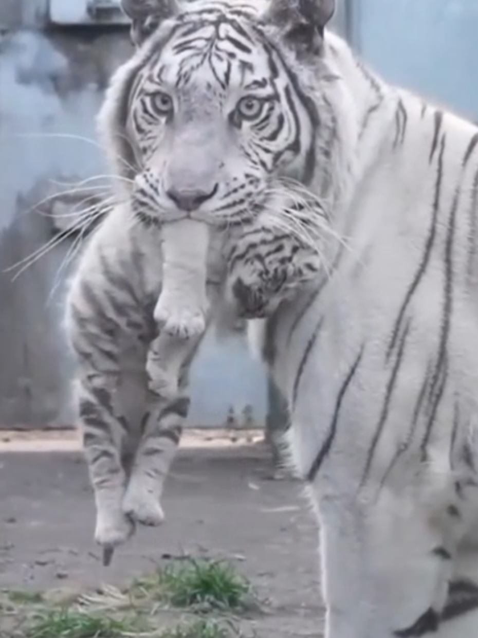 لماذا تمسك القطة أبناءها من الرقبة؟ #القطط #حقائق_عن_الحيوانات #تربية_القطط #fyp #trending 