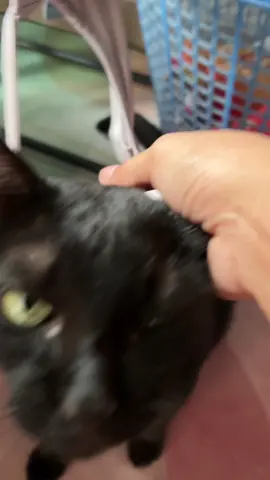 งึด🤣#blackcat #ทาสแมว #แมวเป้า #แมว 