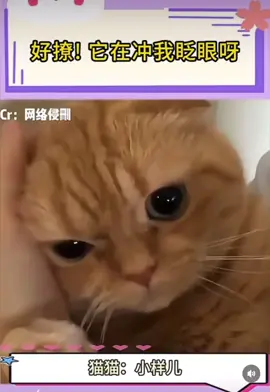 看我這樣還不電暈你😏 #萌寵 #貓咪 #眨眼