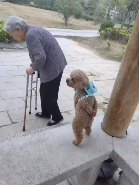 Động vật đáng yêu #xuhuong #dog #animals #cute #funnyvideos