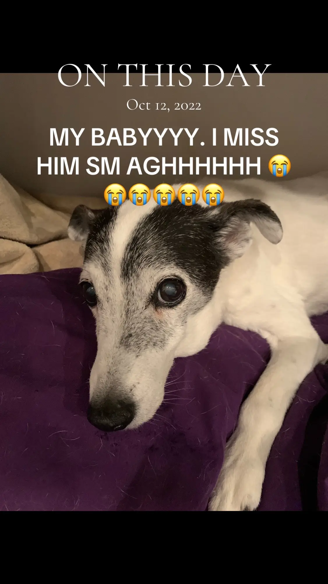 My lil olllll man. Ah crap. I miss him so much. 