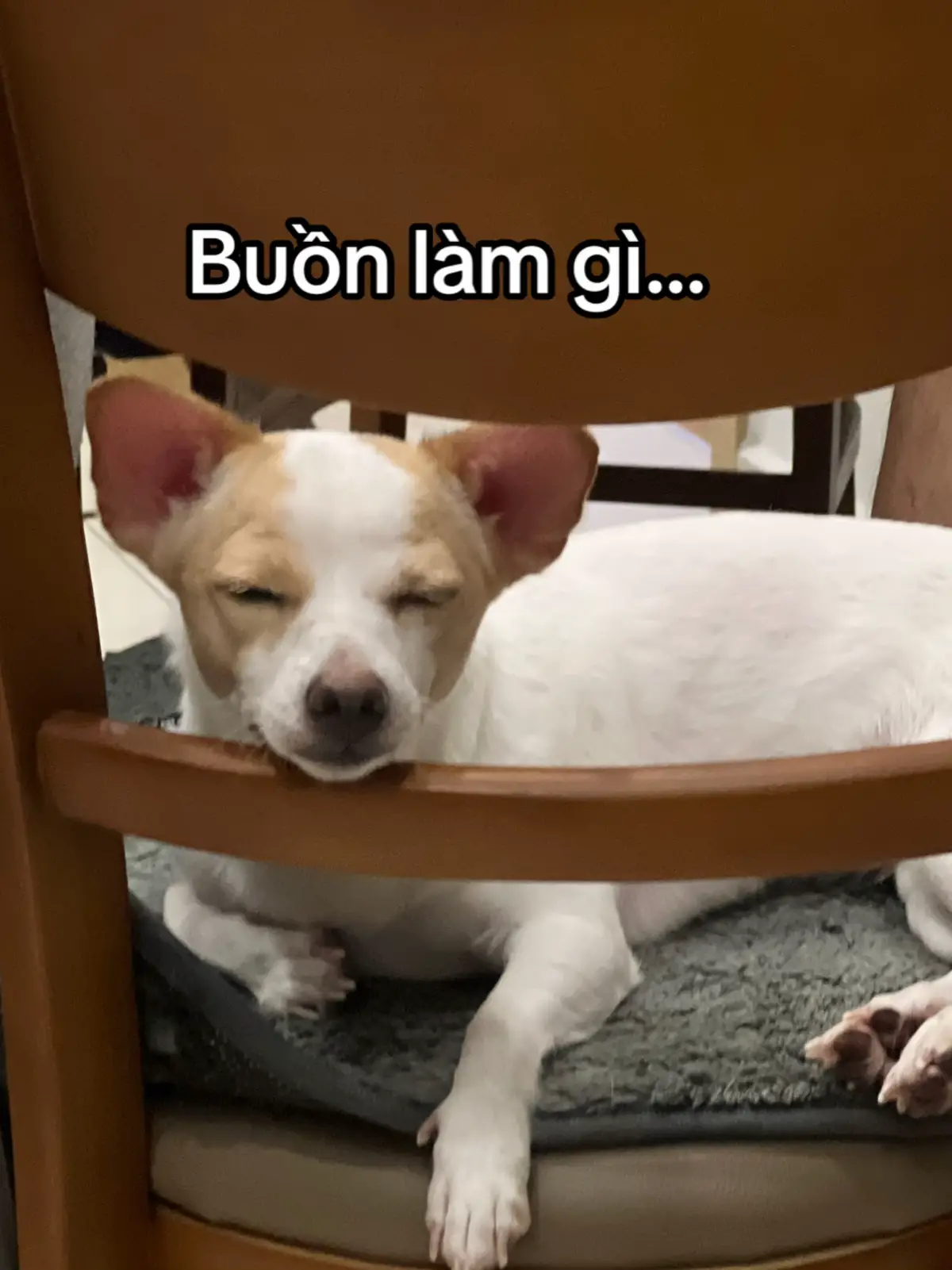 Chúng ta không nên buần và không có gì phải buần Thì chúng ta vẫn không buần Buần thì cũng buần một chút xíu hoy Chứ hong phải đến nõi mà  Phải buần quài buần quài Đúng hông? Mưa nào mà hổng tạnh!!! #divabachtuyet #fyp #dog #quotes #postcard 