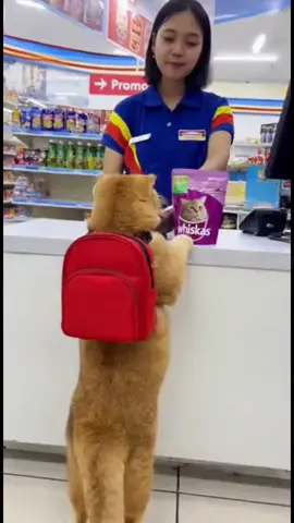 Oyen ngamuk ke mbak Indomaret gara-gara Whiskas-nya belum diskon 😾 Padahal udah nabung dari uang jajan… eeh tetep aja harga normal 😭 #animalai #bangoyen #kucinglucu #fypindonesia #kucingabsurd”