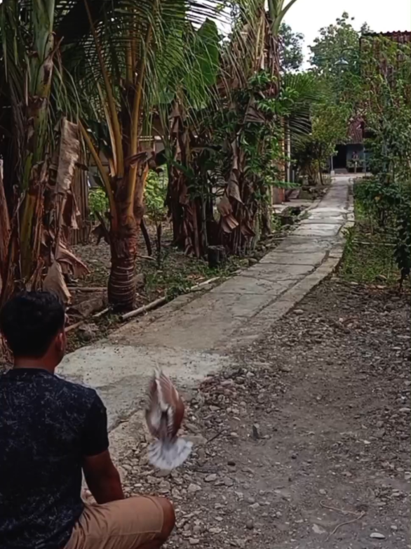 lop lop 50mter kita gak masuk seleksi masuk wajan🍛 ini vidio saya percepat 1detik sama aslinya ya masi sama shodara ngepasin musik👋👋 #merpatibalapindonesia  #merpatibalapsprint  #merpatilovers #merpatisprint #fyp 